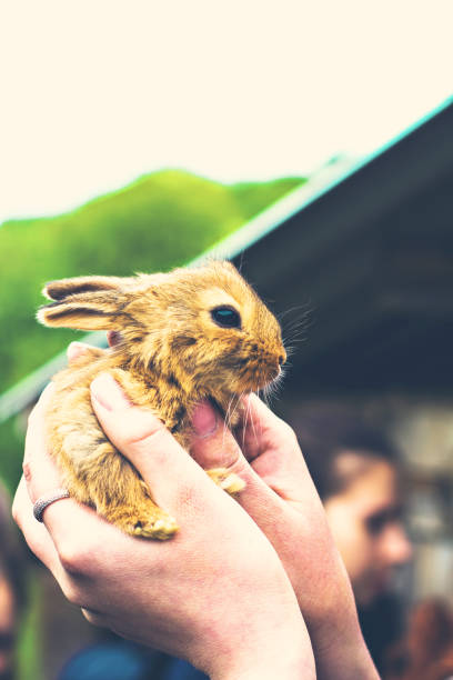 istock A small red-haired rabbit in female hands. 942171688