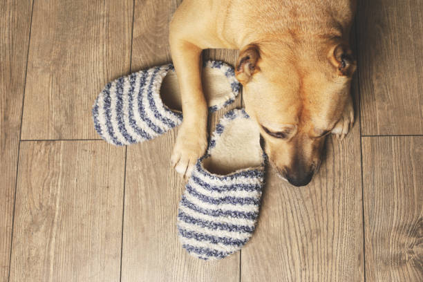 istock The dog along in flat 942172392