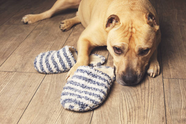 istock The dog along in flat 942172412