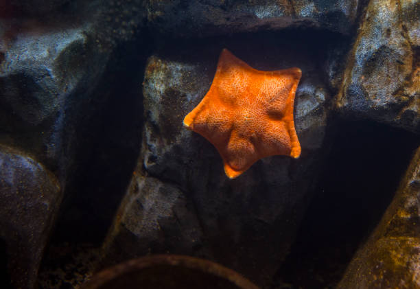 istock Closeup starfish underwater on rock with background 942173394