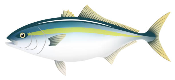 illustrazioni stock, clip art, cartoni animati e icone di tendenza di la coda gialla adulta, isolata sullo sfondo bianco. - sashimi white prepared fish hamachi