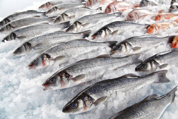 Fresh fishes on ice Fresh fishes on market display sea bass stock pictures, royalty-free photos & images