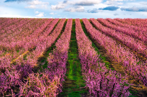 istock blossom peach tree in Spring in Aitona, Catalonia, Spain 942175442