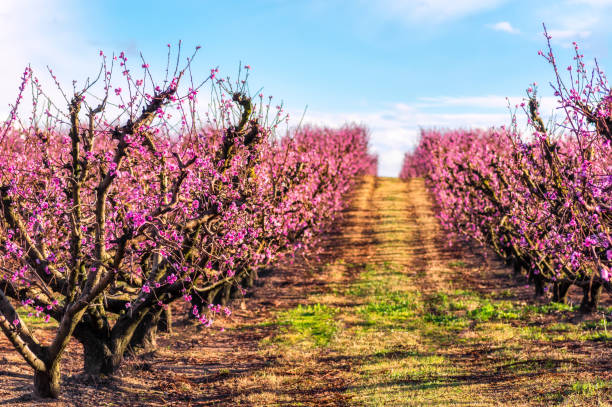 istock blossom peach tree in Spring in Aitona, Catalonia, Spain 942175474