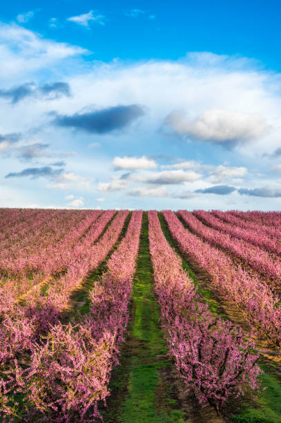 blossoming peach tree landscape