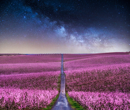 blossoming peach tree landscape at night with milky way