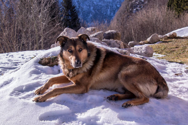 istock dog resting on snow in the mountains 942178024
