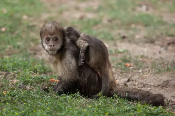 Golden-bellied capuchin (Sapajus xanthosternos), also known as the yellow-breasted capuchin.