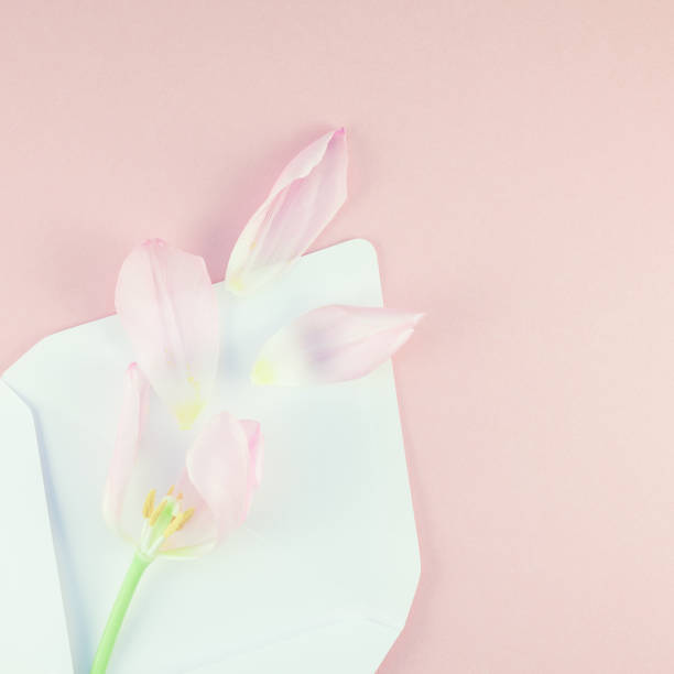istock Pink tulip with petals in opened paper envelope 942179702