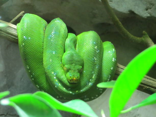 istock Big snake waiting for his prey 942181210