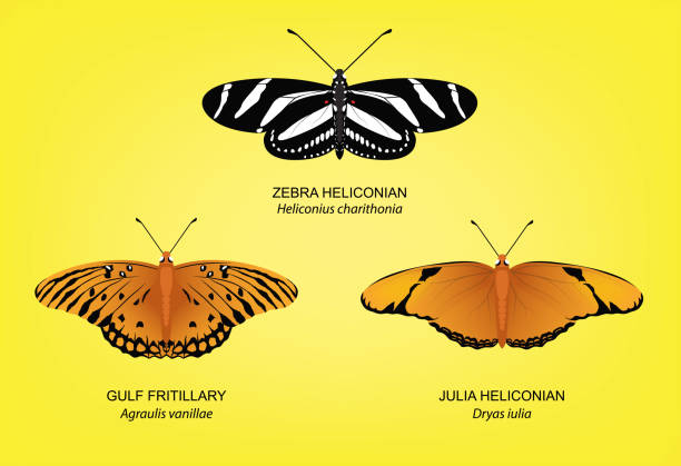 butterfly zebra heliconian set vector ilustracja - fritillary butterfly butterfly insect lepidoptera stock illustrations