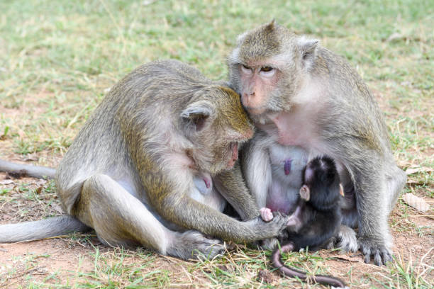 istock Baby monkey suckling milk from his mother 942183092