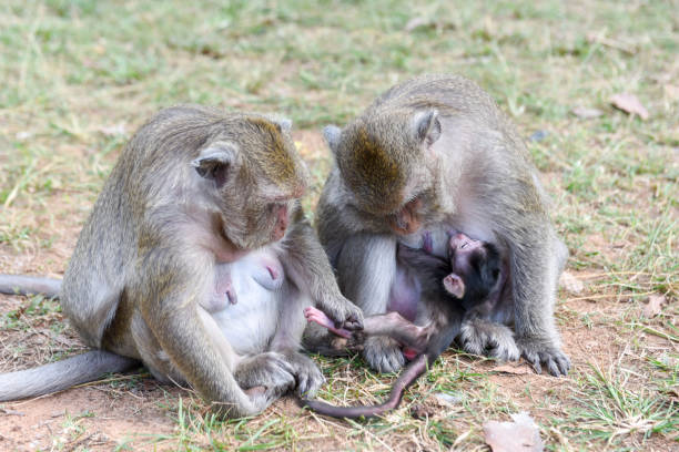 istock Baby monkey suckling milk from his mother 942183144