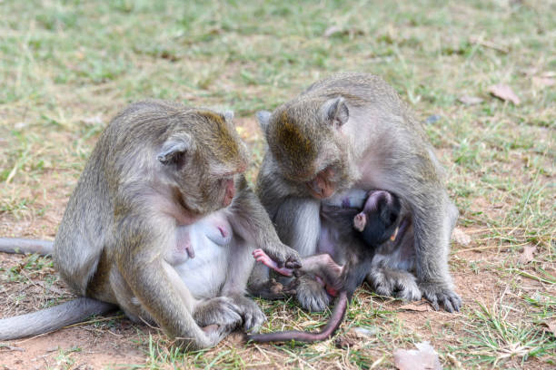 istock Baby monkey suckling milk from his mother 942183208
