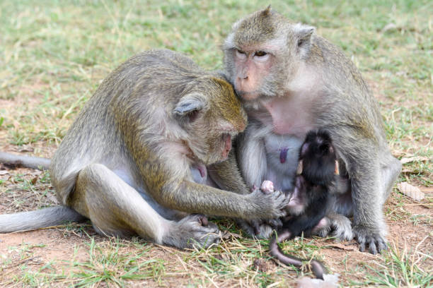 istock Baby monkey suckling milk from his mother 942183250