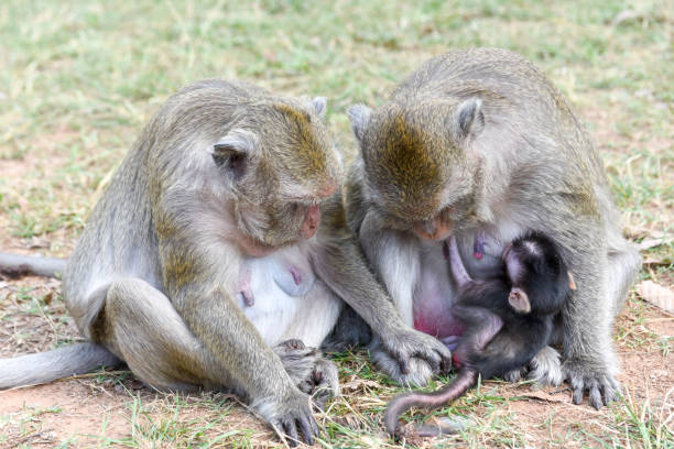 istock Baby monkey suckling milk from his mother 942183330