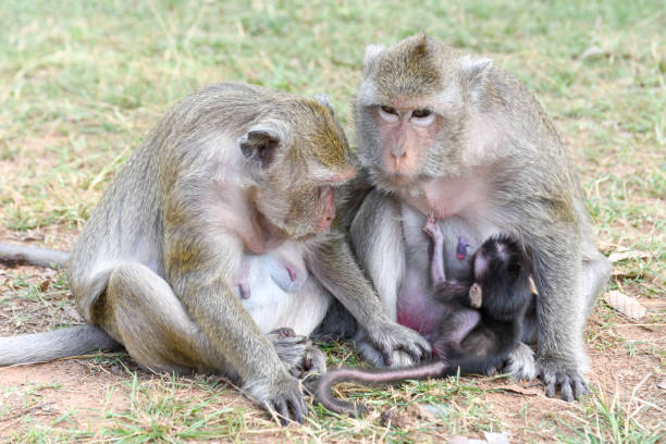 Baby monkey suckling milk from his mother