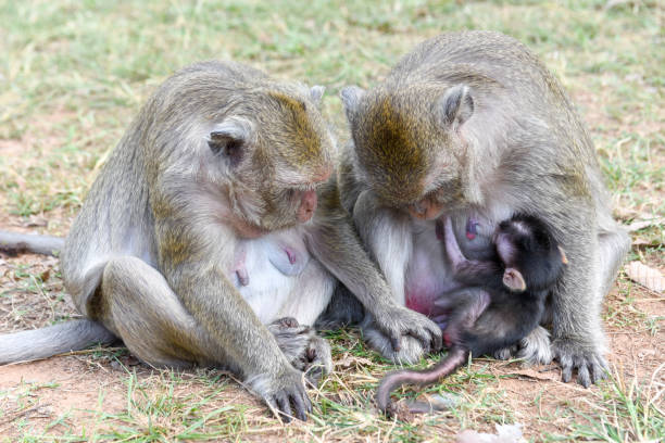 istock Baby monkey suckling milk from his mother 942183450