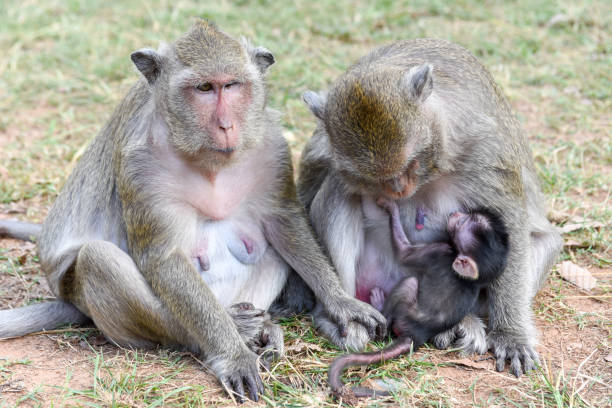 istock Baby monkey suckling milk from his mother 942183528