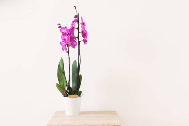 istock purple orchid on background white wall 942183704