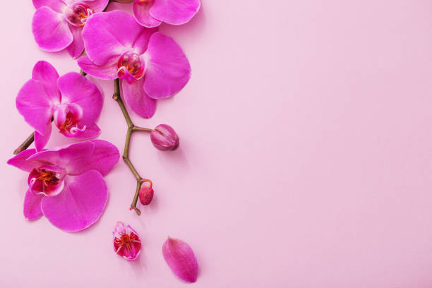 istock the beautiful orchid flowers 942183722