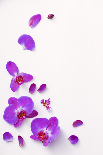 beautiful orchids on white background