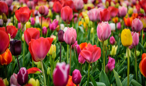 istock Assorted tulips in all colors, large picture 942185006