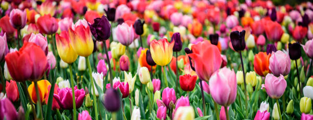 istock Assorted tulips in all colors, large picture 942185028