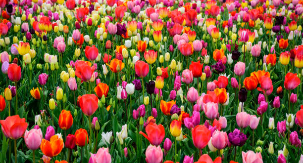 istock Assorted tulips in all colors, large picture 942185056