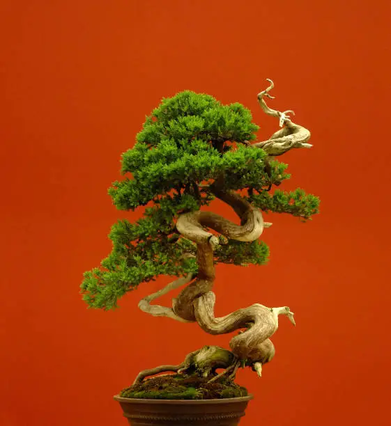 bonsai tree close-up with red background