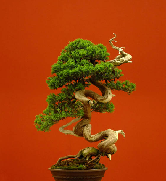 ภาพระยะใกล้ของต้นบอนไซที่มีพื้นหลังสีแดง - bonsai tree ภาพสต็อก ภาพถ่ายและรูปภาพปลอดค่าลิขสิทธิ์