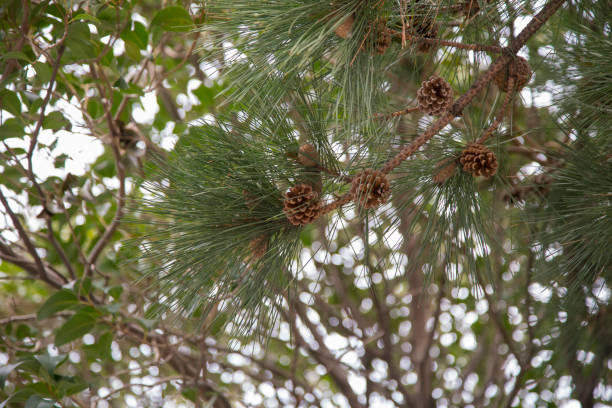 istock close-up of pine branch with pine cones and needles 942185790