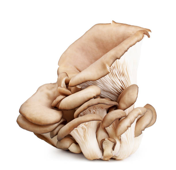 pleurotus ostreatus isolato su sfondo bianco - oyster mushroom edible mushroom fungus vegetable foto e immagini stock