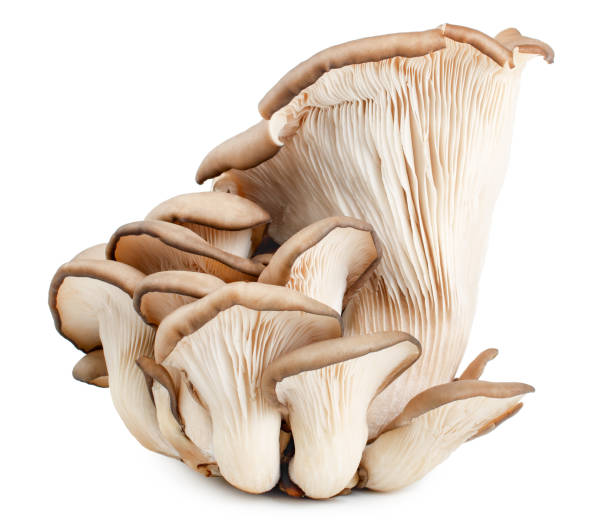 istock Pleurotus ostreatus isolated on white background 942185878