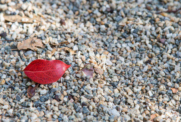 close-up red leaves lying on the ground