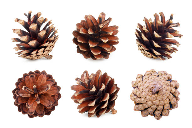 istock Set of pine cones isolated on white background 942186128