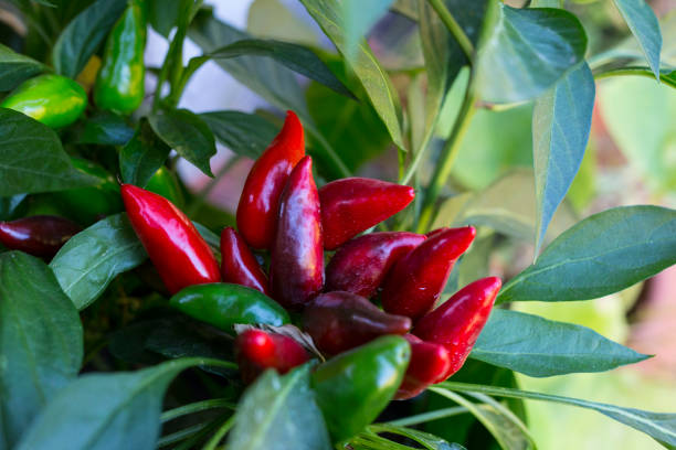 istock closeup of red spicy chilli peppers plant 942186476