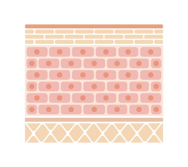 Layer of human skin illustration ( no text) Layer of human skin illustration ( no text) cross section of skin stock illustrations