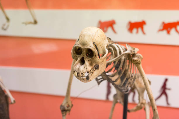 skeleton reconstruction of stone age man with background