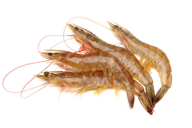 istock Fresh vannamei shrimp on white background 942189660