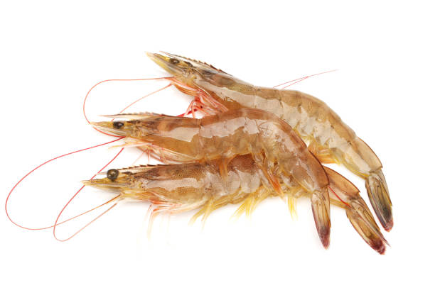 istock Fresh vannamei shrimp on white background 942189846