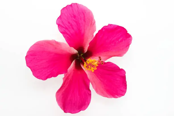 Pink Hibiscus on a white background