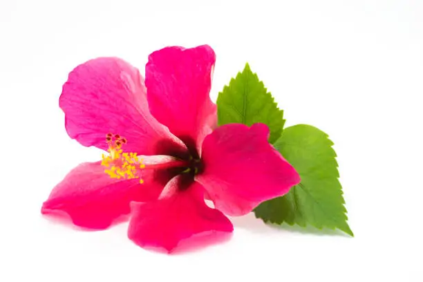 Pink Hibiscus with leaf on a white background