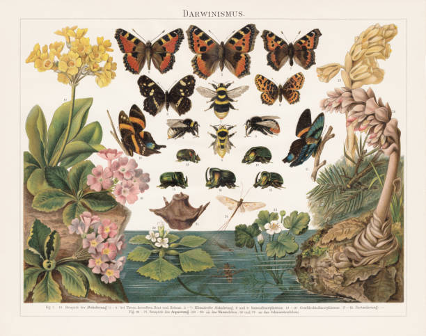 Darwinism, Natural Selection of Living Organisms, lithograph, published in 1897 Darwinism - Principle of Natural Selection of Living Organisms by Charles Darwin (English naturalist, 1809-1882): 1 - 4) in animals of the same breed and environment - Bumblebee (Bombus confusus); 5 - 7) Climatic transformations between southern and northern Europe - Small tortoiseshell (Aglais urticae); 8 - 9) Transformations between the seasons (seasonal dimorphism) - Map butterfly (Araschnia levana); 10 - 16) Gender-specific transformations (Sexual dimorphism) - Ancyluris inca (female 10, male 11), Scarab beetle (Phanaeus festivus, 12 male, 13-16 male); 17 - 19) Crossbreed between of two organisms of different breeds, varieties, species or genera through sexual reproduction (Bastardization) - Primula auricula (17) and Primula hirsuta (18) are the parents of Primula pubescens (19); 20 - 25) Adaptation to the aquatic life - Water chestnut (Trapa natans), plant (20) and nut (21), Water-crowfoot (Ranunculus aquatilis, 22), Mayfly (Ephemera vulgata, 23) and its gill larva (24), Backswimmer (Notonecta glauca, 25); 26 - 27) Adapting to the parasite life - Toothwort (Lathraea squamaria, 26), Dutchman's pipe (Monotropa Hypopithys, 27). Lithograph, published in 1897. bee water stock illustrations