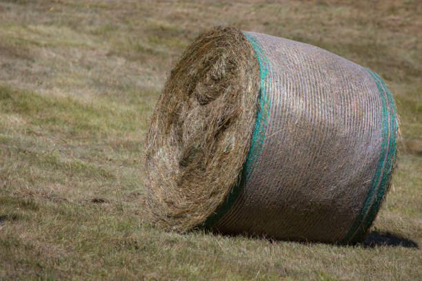 istock image of hay bale in wheat field 942192798