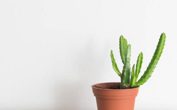 istock Green cactus in flower pot on natural light with white background. 942200290