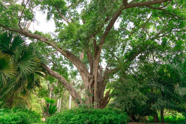 istock Image Of Old Green Trees, Shot at  Lalbagh 942201578