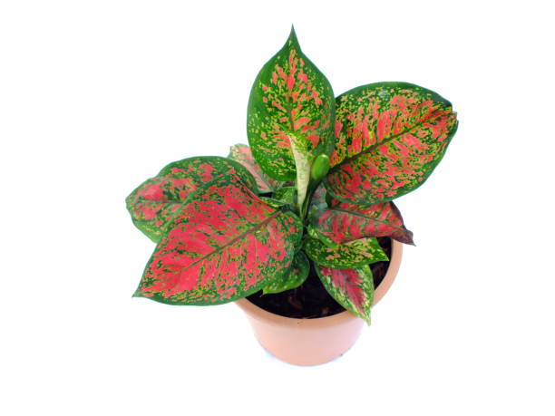 istock red leave house plant top view isolated on white background 942206794