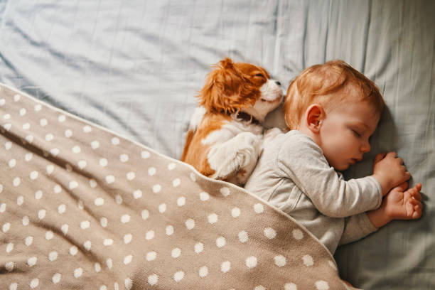 아기와 평화롭게 자 고 하는 그의 강아지 - pets bedroom animal mammal 뉴스 사진 이미지