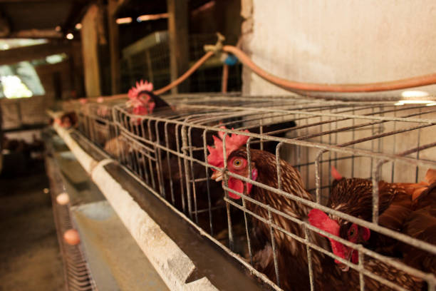istock Eggs chicken farm in Brazil 942209450